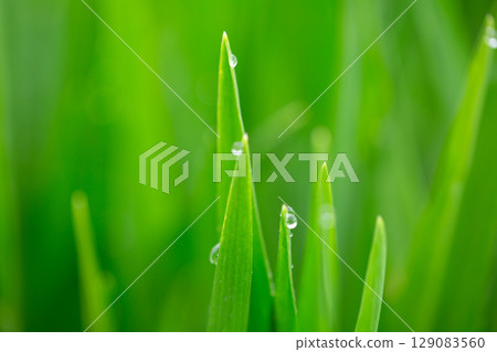 大麥幼葉和晨露 大麥幼葉和晨露 129083560