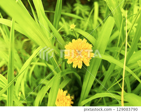 Perennial sunflowers blooming in the fields Perennial sunflowers blooming in the fields 129083790