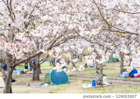 一排盛開的櫻花樹和花見 129083807