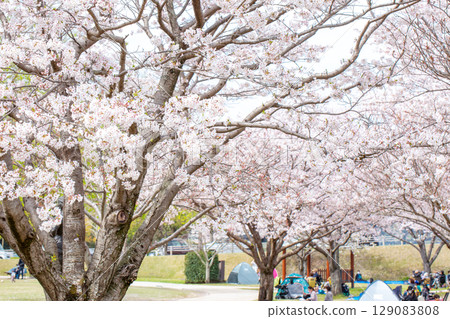 Row of cherry blossom trees in full bloom and Hanami Row of cherry blossom trees in full bloom and Hanami 129083808