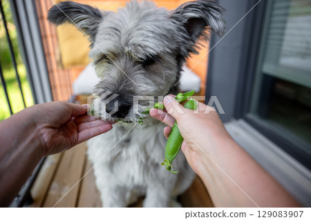 Human feeding dog with fresh green pea pod on balcony 129083907