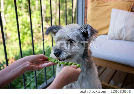 Curious dog sniffing fresh green peas in pod on wooden balcony Curious dog sniffing fresh green peas in pod on wooden balcony 129083908