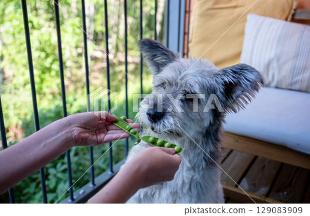 Curious dog sniffing fresh green peas in pod on wooden balcony 129083909