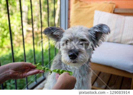 Curious dog sniffing fresh green peas in pod on wooden balcony Curious dog sniffing fresh green peas in pod on wooden balcony 129083914