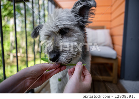 Fluffy dog eating green peas on wooden terrace in summer light Fluffy dog eating green peas on wooden terrace in summer light 129083915