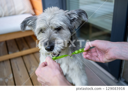 Human feeding dog with fresh green pea pod on balcony 129083916