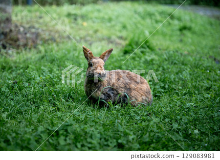 Cute brown rabbit sitting on green grass and eating fresh grass in summer garden 129083981