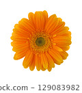 Orange gerbera 129083982