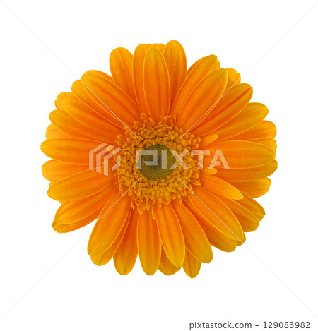 橙色非洲菊 129083982