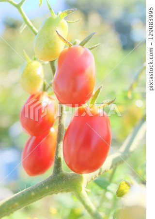 Clusters of cherry tomatoes grown in a home garden 129083996