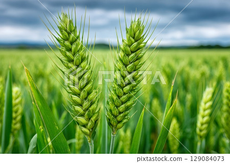 Green wheat growing in field under cloudy sky 129084073
