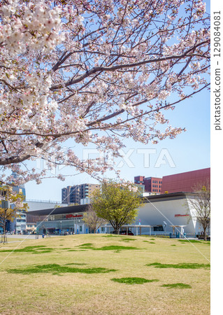 Ikoi Road和Holt Hall櫻花盛開 Ikoi Road和Holt Hall櫻花盛開 129084081