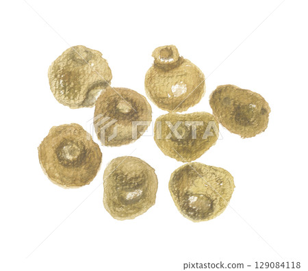 延胡索塊莖的水彩畫 延胡索塊莖的水彩畫 129084118