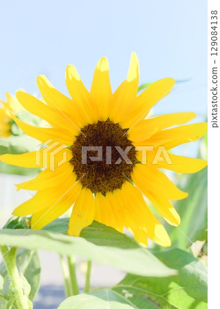 藍天下盛開的鮮豔向日葵 129084138