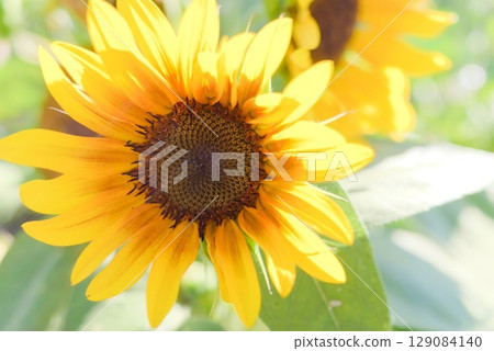 Vivid sunflowers blooming under the blue sky Vivid sunflowers blooming under the blue sky 129084140