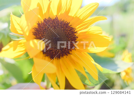 Vivid sunflowers blooming under the blue sky Vivid sunflowers blooming under the blue sky 129084141