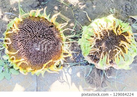 Sunflower seeds and withered petals ready for harvest Sunflower seeds and withered petals ready for harvest 129084224