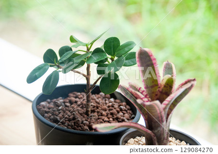 Houseplants exposed to natural light by a window 129084270