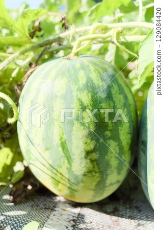 田裡長出來的大西瓜 129084420