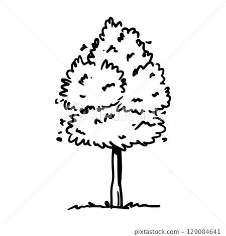 Leafy tree isolated on a white background 129084641