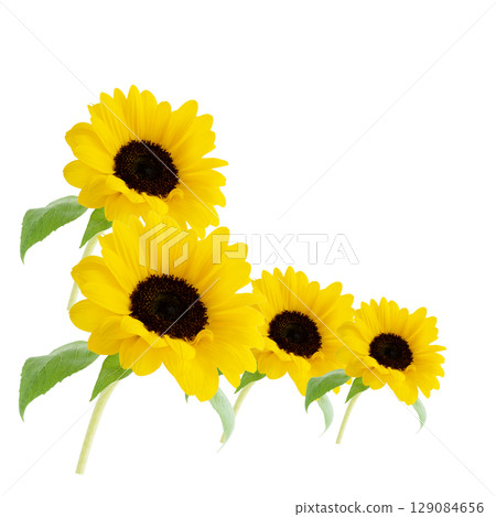 Yellow sunflower flower photo image, cutout photo image material for layout, transparent PNG Yellow sunflower flower photo image, cutout photo image material for layout, transparent PNG 129084656