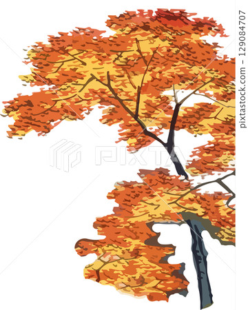Maple Ukiyo-e material 129084707
