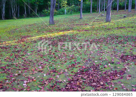 Fallen leaves spread across the Nozomi Forest in Bifuka Park, Bifuka Town, Hokkaido 129084865
