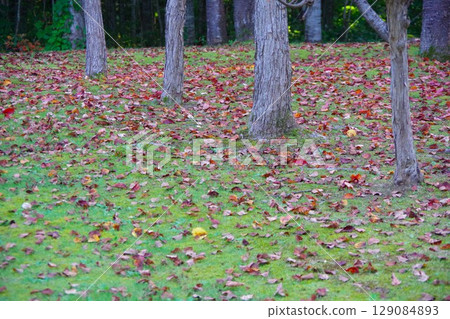 Fallen leaves spread across the Nozomi Forest in Bifuka Park, Bifuka Town, Hokkaido Fallen leaves spread across the Nozomi Forest in Bifuka Park, Bifuka Town, Hokkaido 129084893