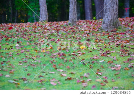 北海道美深町美深公園的希望森林裡落葉紛紛揚揚 北海道美深町美深公園的希望森林裡落葉紛紛揚揚 129084895