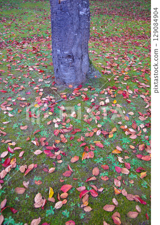 北海道美深町美深公園的希望森林裡落葉紛紛揚揚 129084904