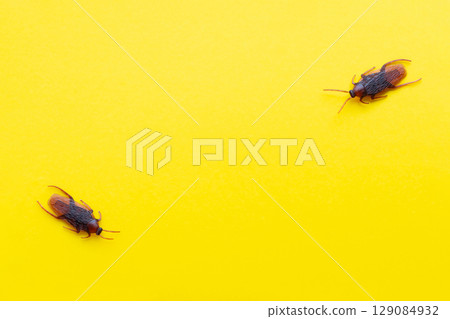 Cockroach toy on a yellow background 129084932