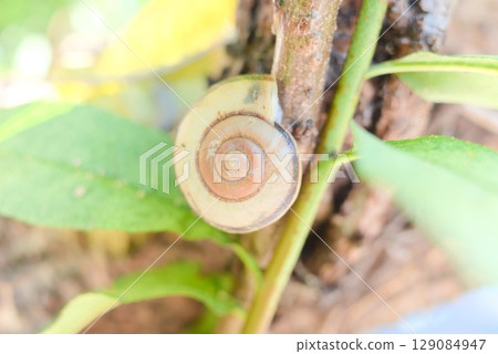 Snail shell stuck to tree trunk 129084947