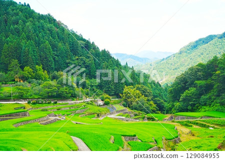 Summer scenery of the Ini rice terraces, selected as one of the 100 best rice terraces in Japan 129084955