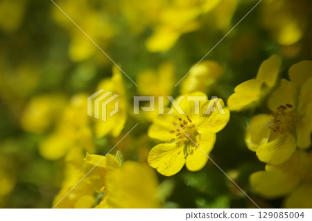 The flower language of this plant is "devilish charm". It is said to be non-poisonous despite its name. From spring to early summer. The flower language of this plant is "devilish charm". It is said to be non-poisonous despite its name. From spring to early summer. 129085004