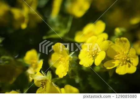 這種植物的花語是「惡魔般的魅力」。據說它雖然名為“惡魔”，但實際上無毒。適合春季至初夏。 129085080