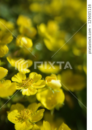 The flower language of this plant is "devilish charm". It is said to be non-poisonous despite its name. From spring to early summer. 129085116