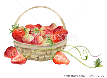 Strawberry in weaved basket with leaves tendrils, hand drawn in watercolor, ripe picked garden berry harvest heap, pineberry strasberry. Isolated illustration. Restaurant menu, farmers market grocery 129085127