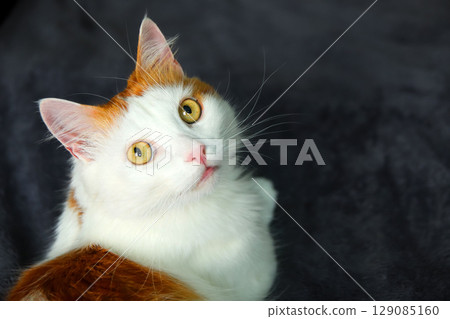 portrait of a beautiful, fluffy feline, possibly an white and orange cat, with captivating green eyes. The pet is captured lying down, its serene face highlighted against a clean white background portrait of a beautiful, fluffy feline, possibly an white and orange cat, with captivating green eyes. The pet is captured lying down, its serene face highlighted against a clean white background 129085160