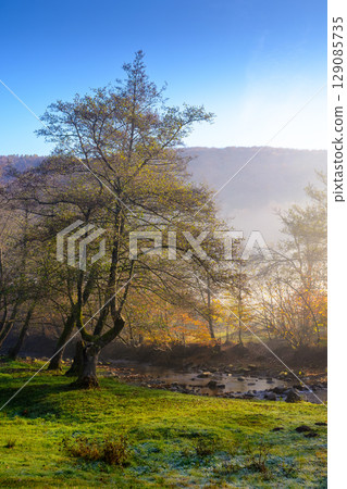 morning fog in autumn landscape with forest on the hill. empty grassy pasture in rural scene in carpathian mountains under clear blue sky. scenic view encourages to travel ukraine 129085735