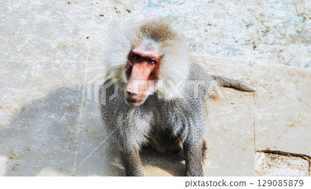 Hamadryas baboon perching on concrete floor, scanning environment with keen, intelligent expression during alert observation 129085879