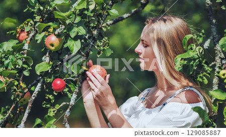 Gentle farmer harvesting ripe red apple from sunlit orchard branch during seasonal fruit picking Gentle farmer harvesting ripe red apple from sunlit orchard branch during seasonal fruit picking 129085887