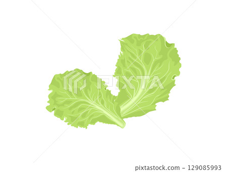 Green lettuces leaves stock illustration 129085993