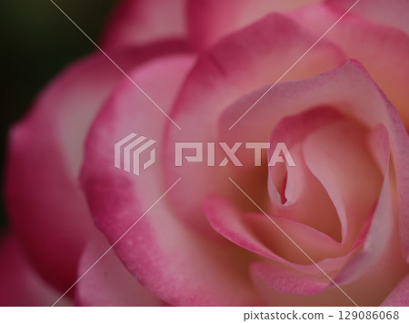 Beautiful red rose "Jubilee du Prince de Monaco" blooming in May 129086068