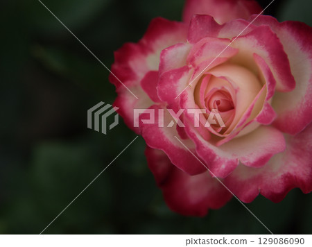 Beautiful red rose "Jubilee du Prince de Monaco" blooming in May Beautiful red rose "Jubilee du Prince de Monaco" blooming in May 129086090