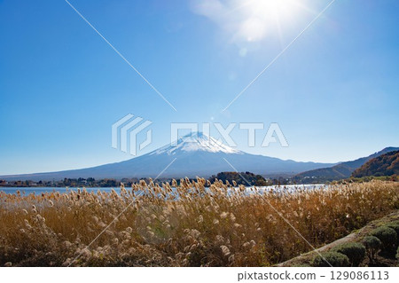 Lake Kawaguchi and snow-capped Mount Fuji seen through a field of Japanese pampas grass 129086113