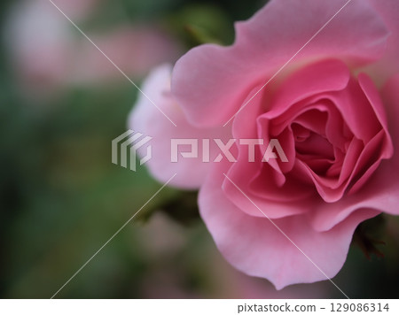 "Bonica '82" pink roses bloomed beautifully in May "Bonica '82" pink roses bloomed beautifully in May 129086314