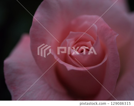 "Bridal Pink" pink roses bloomed beautifully in May "Bridal Pink" pink roses bloomed beautifully in May 129086315