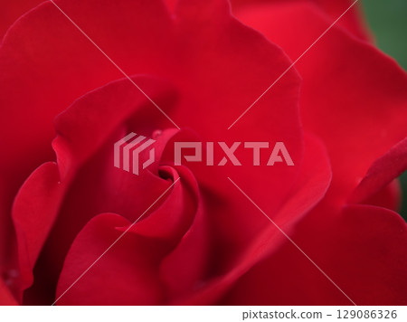 "La Sevillana" - a beautiful red rose that bloomed in May "La Sevillana" - a beautiful red rose that bloomed in May 129086326