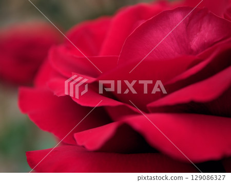 "Red Queen" red roses bloomed beautifully in May "Red Queen" red roses bloomed beautifully in May 129086327