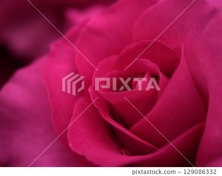 Beautiful pink roses blooming in May 129086332